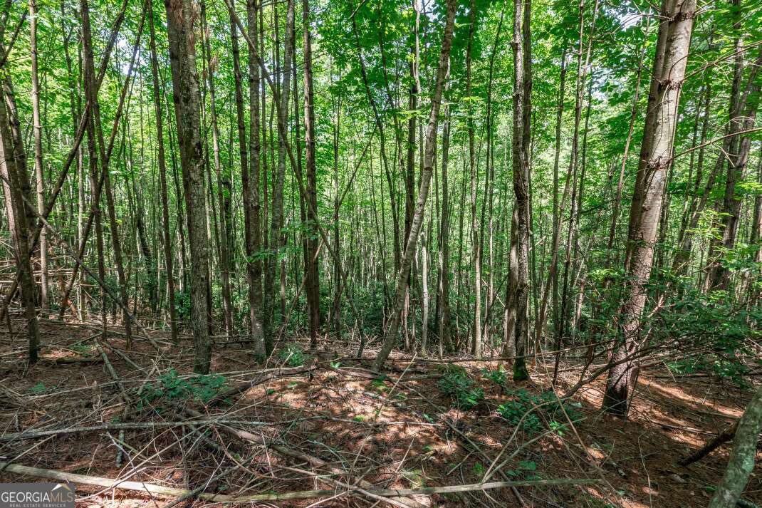 Lot 4 Rocking Chair Ridge Mineral Bluff, GA 30559 - Photo 10 of 24 a view of forest