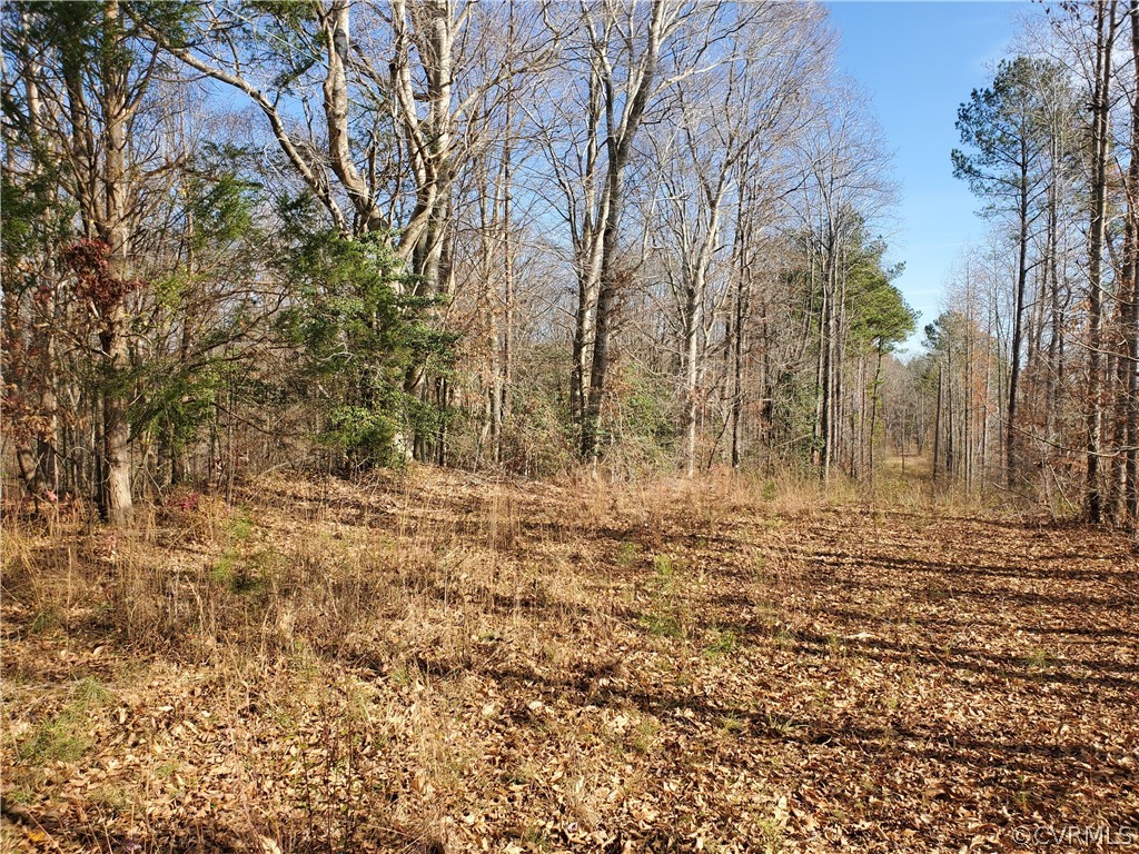 1600 Namozine Road Church Road, VA 23833 - Photo 29 of 45 a view of large trees with green space