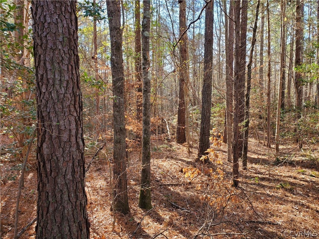 1600 Namozine Road Church Road, VA 23833 - Photo 39 of 45 a view of a yard with lots of trees
