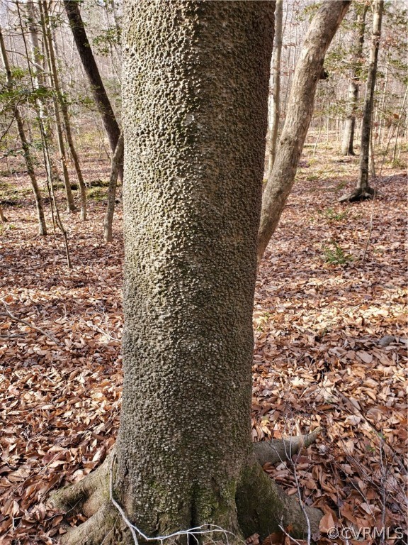 1600 Namozine Road Church Road, VA 23833 - Photo 43 of 45