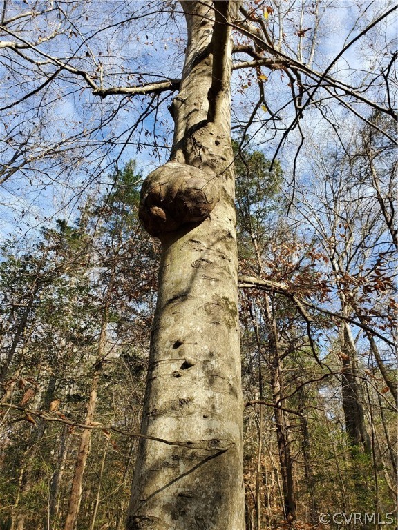 1600 Namozine Road Church Road, VA 23833 - Photo 44 of 45 a view of a tree with a yard