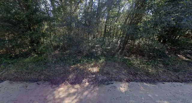 a view of a forest with trees in the background