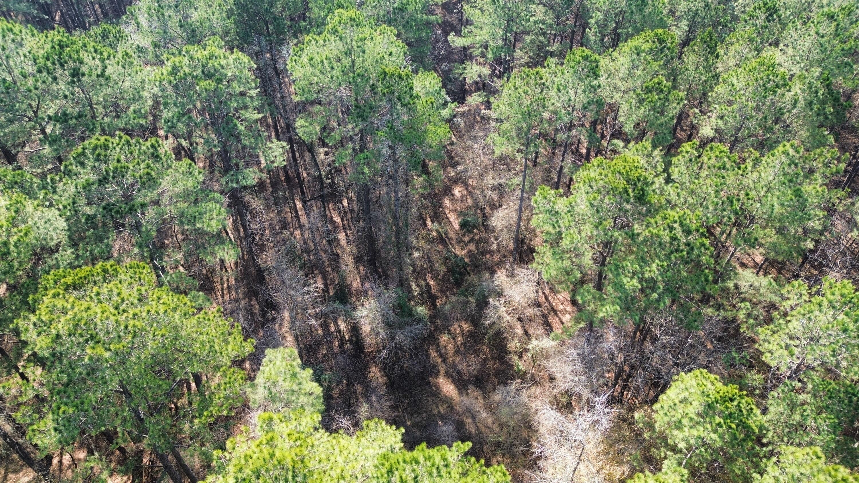 1647 Smoak Road Walterboro, SC 29488 - Photo 38 of 39 dji_fly_20250205_111602_74_1738772465893