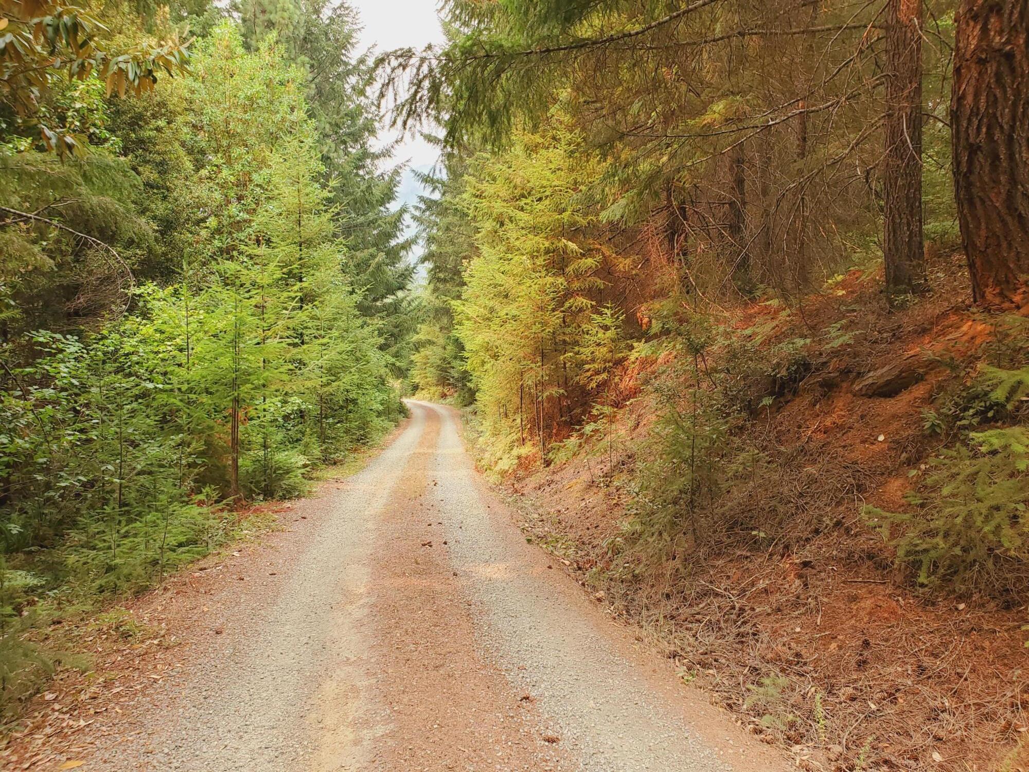 150 Rattlesnake Road Glendale, OR 97442 - Photo 10 of 67 Beautiful tree lined road up to your property