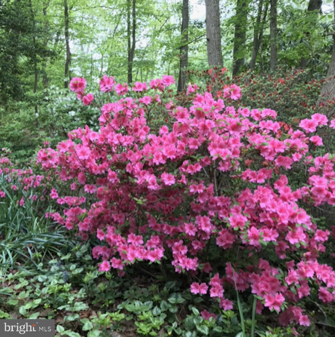 2529 Trophy Lane Reston, VA 20191 - Photo 51 of 69