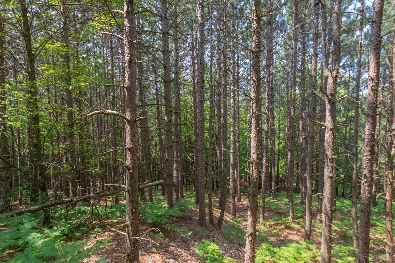 7557 South Schomberg Road Cedar, MI 49621 - Photo 50 of 52