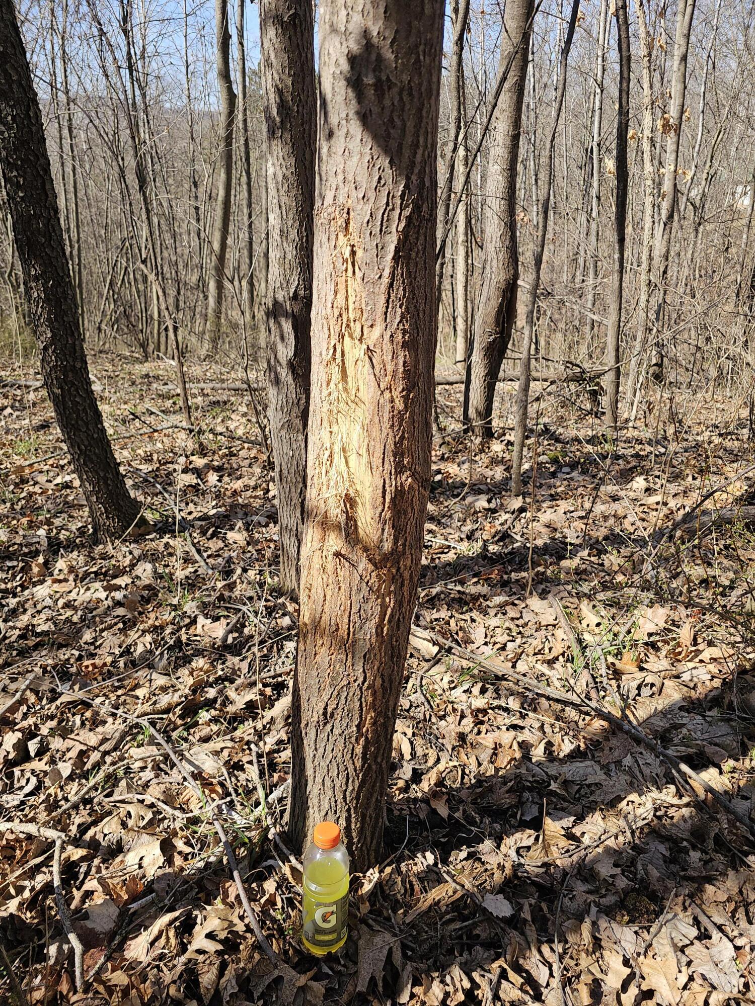 N2487 Nuttleman Road Barre, WI 54601 - Photo 77 of 91 Buck Rub