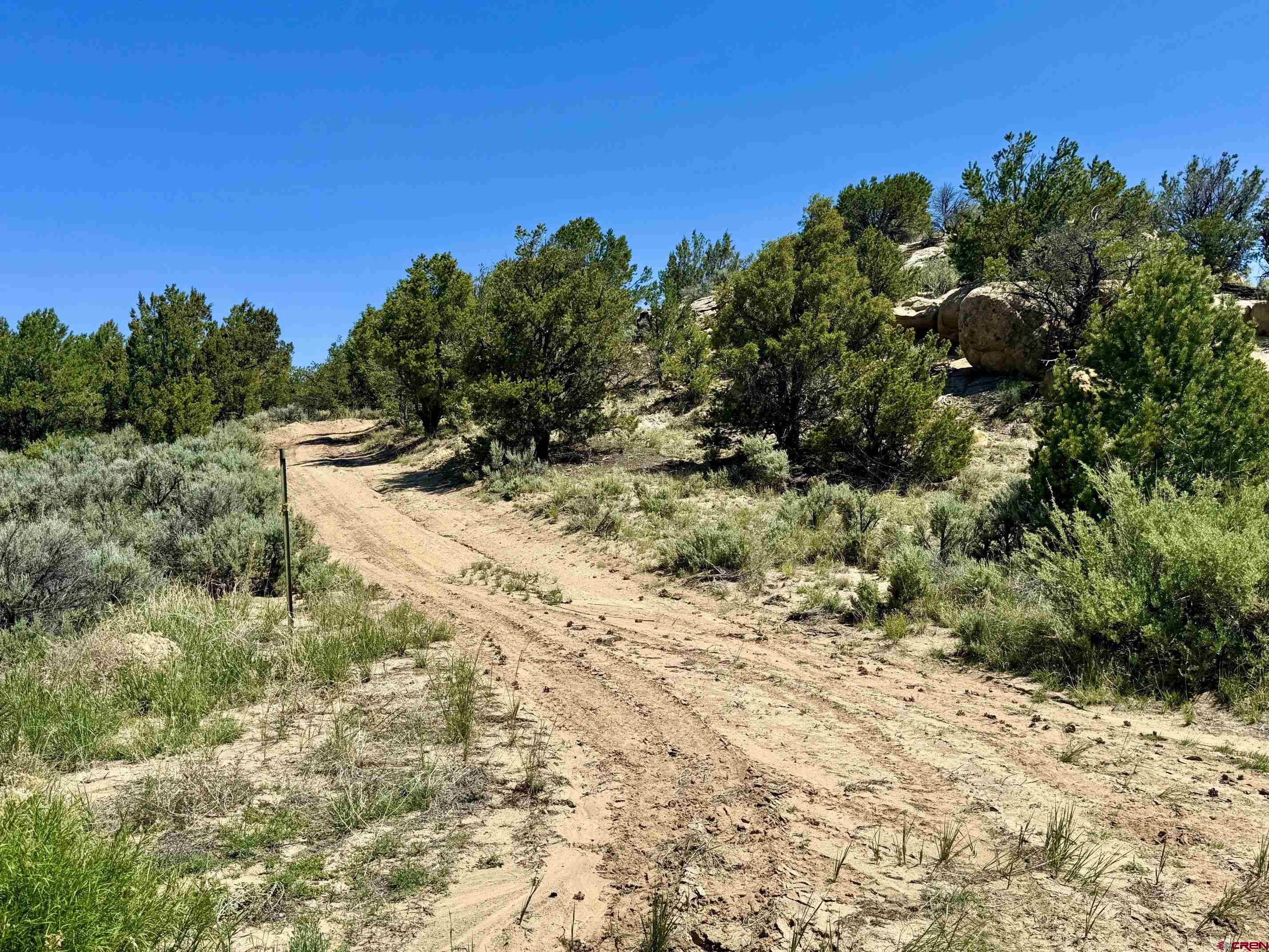 a view of a dry yard with trees
