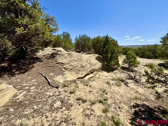 163 Cr 402 Road Lindrith, NM 87029 - Photo 11 of 16 a view of a dry yard with trees