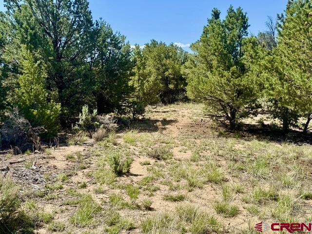163 Cr 402 Road Lindrith, NM 87029 - Photo 12 of 16 a view of a yard with trees