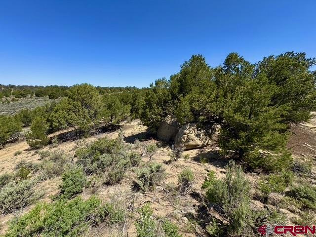 163 Cr 402 Road Lindrith, NM 87029 - Photo 2 of 16 a view of a yard with a tree