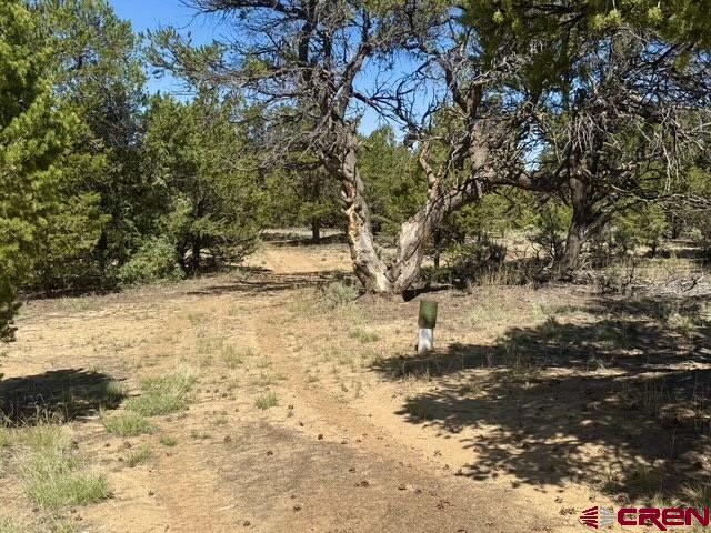 163 Cr 402 Road Lindrith, NM 87029 - Photo 4 of 16 a view of yard