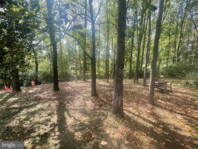 a view of a forest with trees