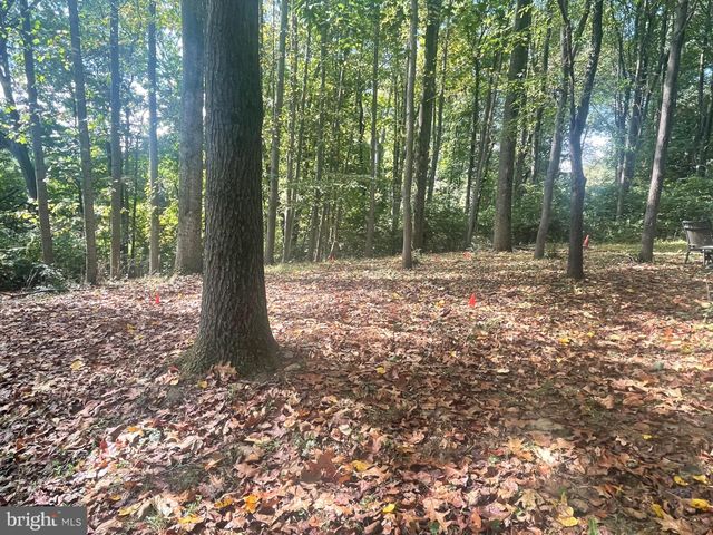 a fire pit in middle of forest