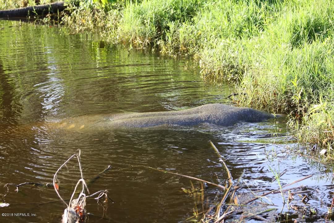 3534 Lawrence Road Orange Park, FL 32073 - Photo 31 of 36 Manatee in Lagoon