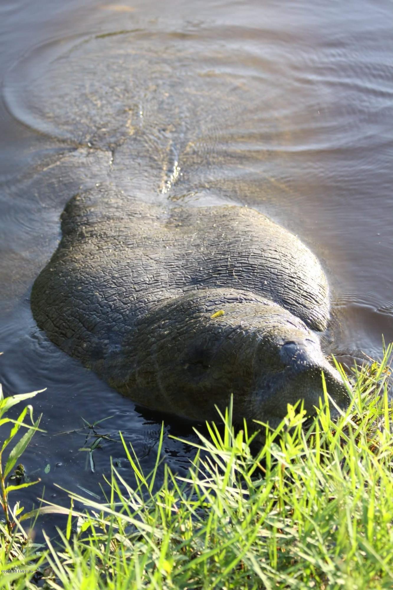 3534 Lawrence Road Orange Park, FL 32073 - Photo 34 of 36 Manatee in Lagoon