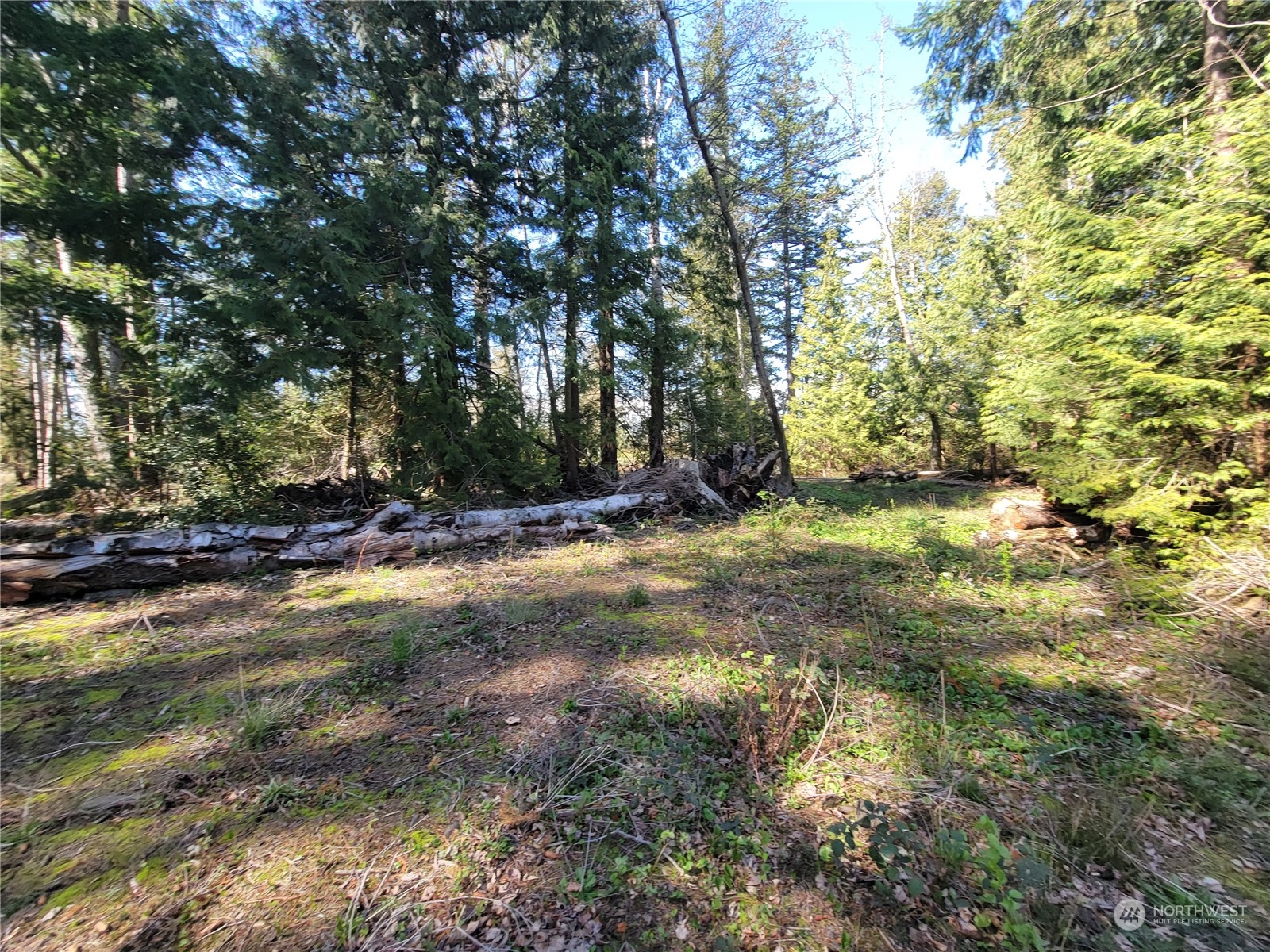 7700 Custer School Road Custer, WA 98240 - Photo 14 of 31 a view of outdoor space with trees