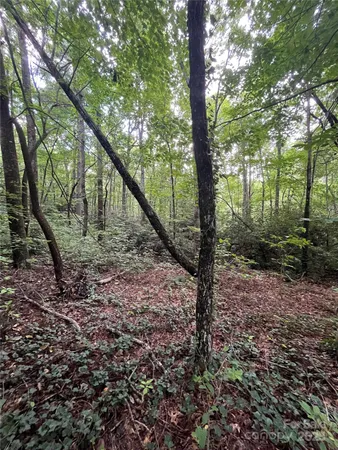 a view of trees and with trees