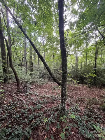 a view of trees and with trees