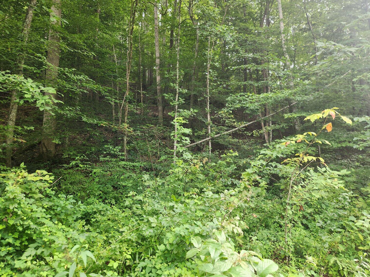 170 Birch Hollow Road Stanton, KY 40380 - Photo 19 of 25