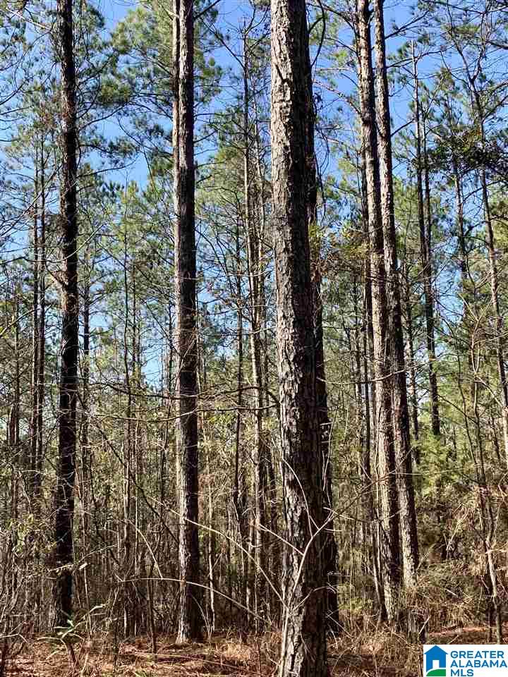 0 Donald Stewart Road, Unit 452 Marion, AL 36756 - Photo 26 of 29 Gallery Image 26