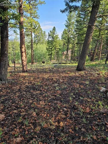 a view of a yard with a tree