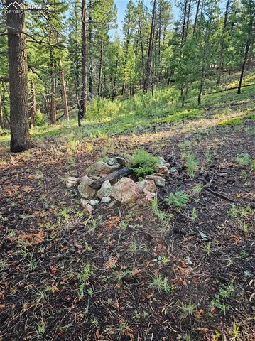 a view of a forest with trees