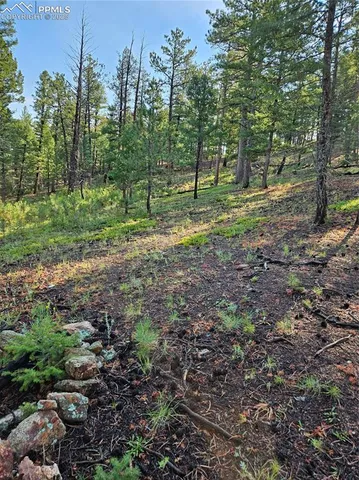 a view of outdoor space with trees all around