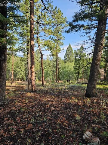 a view of a tree in the middle of a yard