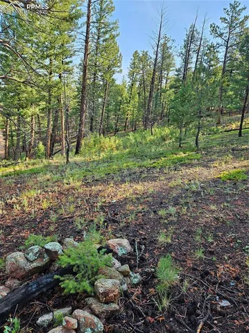 a view of a forest with trees
