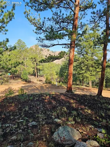 a view of a yard with plants and large trees
