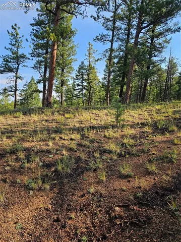 a view of a yard with large trees