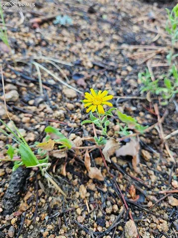 a picture of flowers