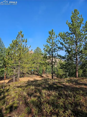 a view of a trees with a yard