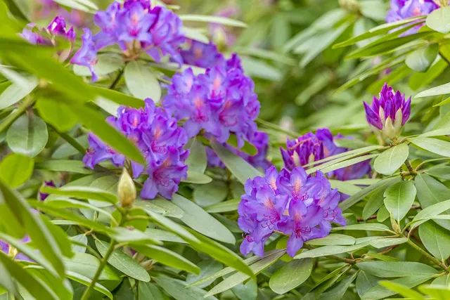 $2,395,000 | 51 Wianno Circle, Osterville, MA 02655