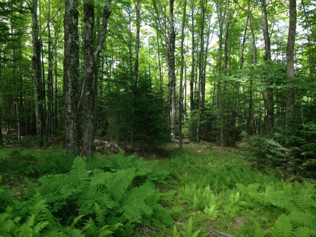 2625 Highway 4A Springfield, NH 03284 - Photo 6 of 14