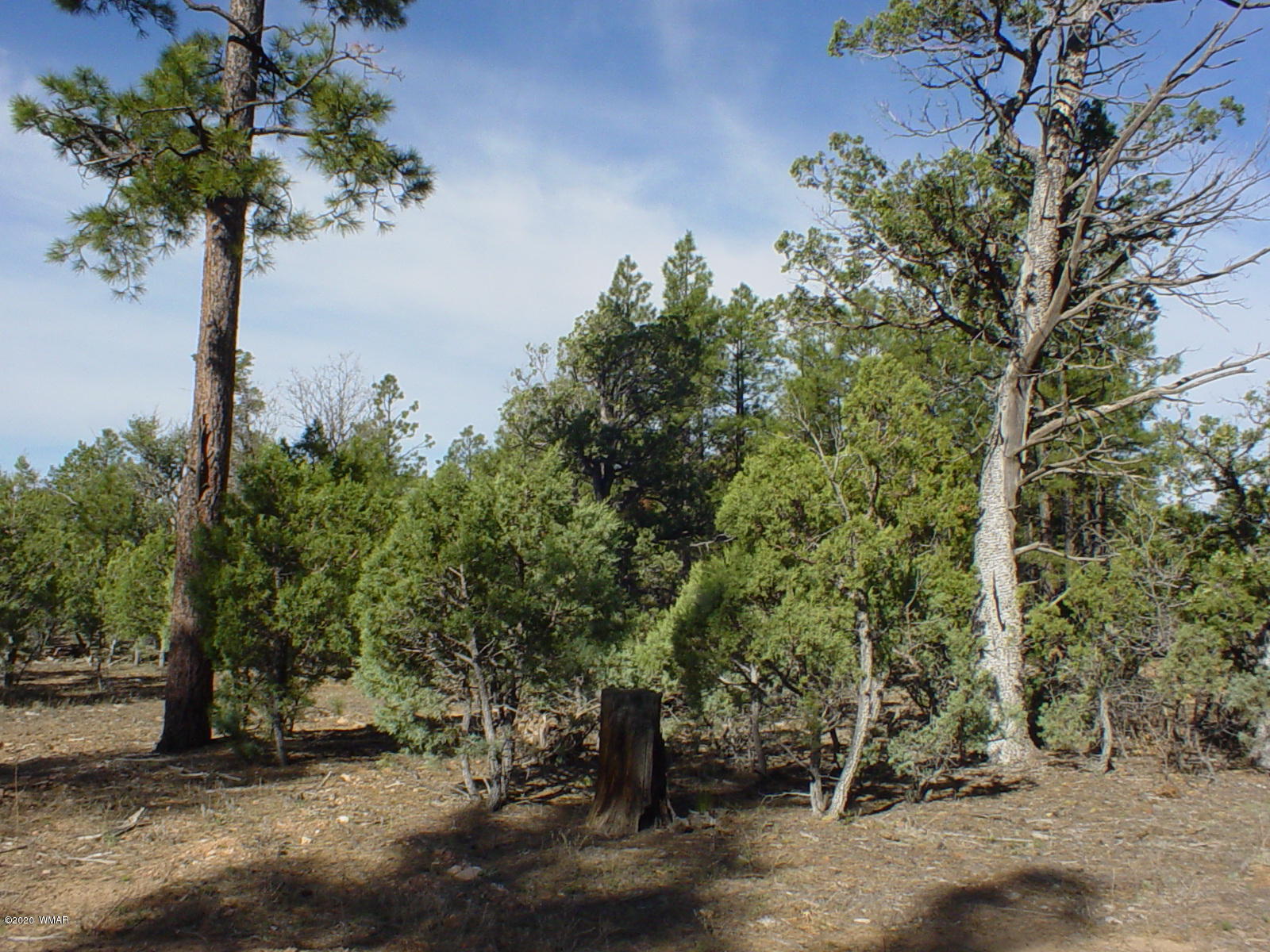 Tbd Tbd Majestic Elk ''lot 1'' Road Overgaard, AZ 85933 - Photo 1 of 9 a view of a tree with an outdoor space