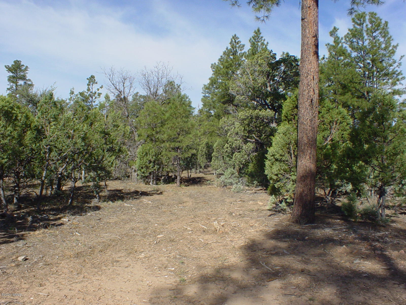 Tbd Tbd Majestic Elk ''lot 1'' Road Overgaard, AZ 85933 - Photo 2 of 9 a view of a dirt road with trees in the background