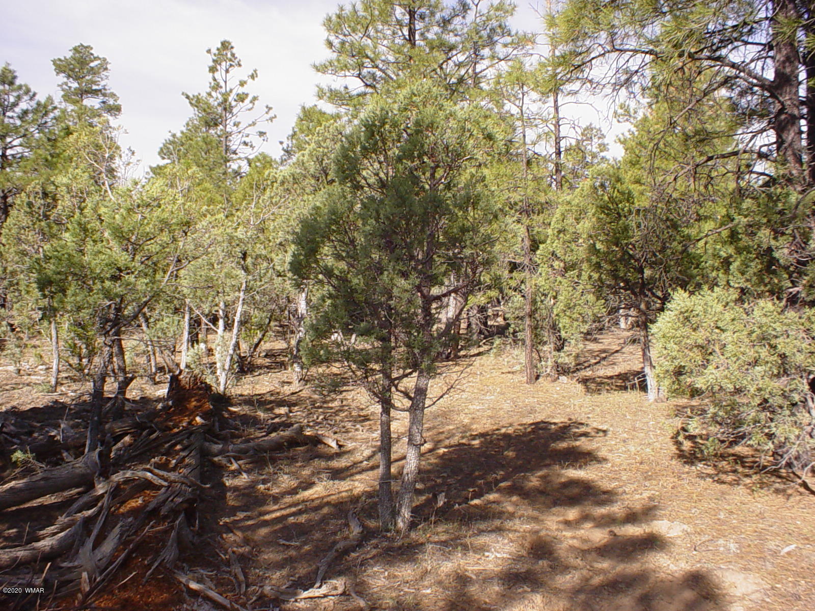 Tbd Tbd Majestic Elk ''lot 1'' Road Overgaard, AZ 85933 - Photo 3 of 9 a view of a tree