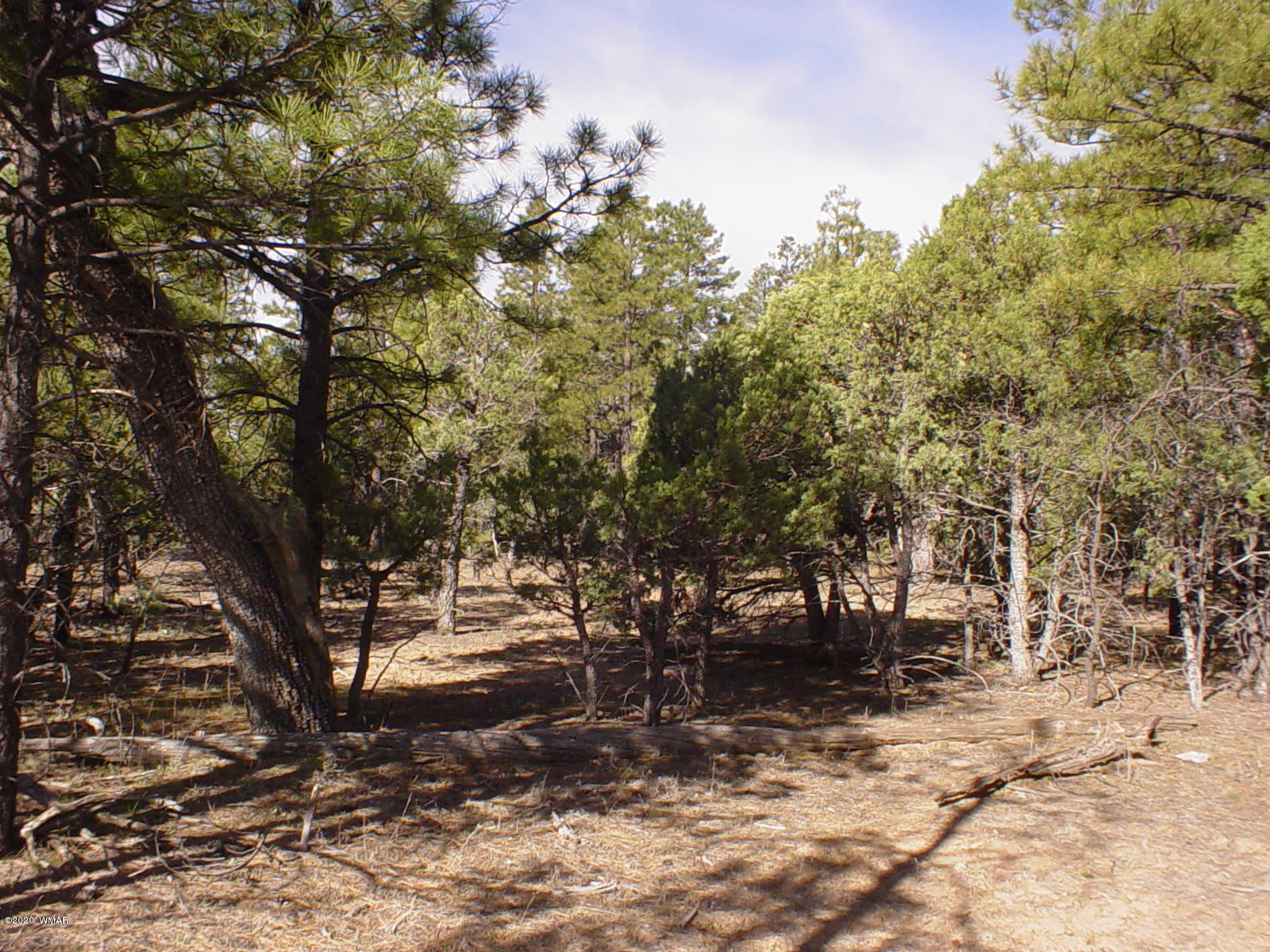 Tbd Tbd Majestic Elk ''lot 1'' Road Overgaard, AZ 85933 - Photo 4 of 9 a view of a yard with plants and trees