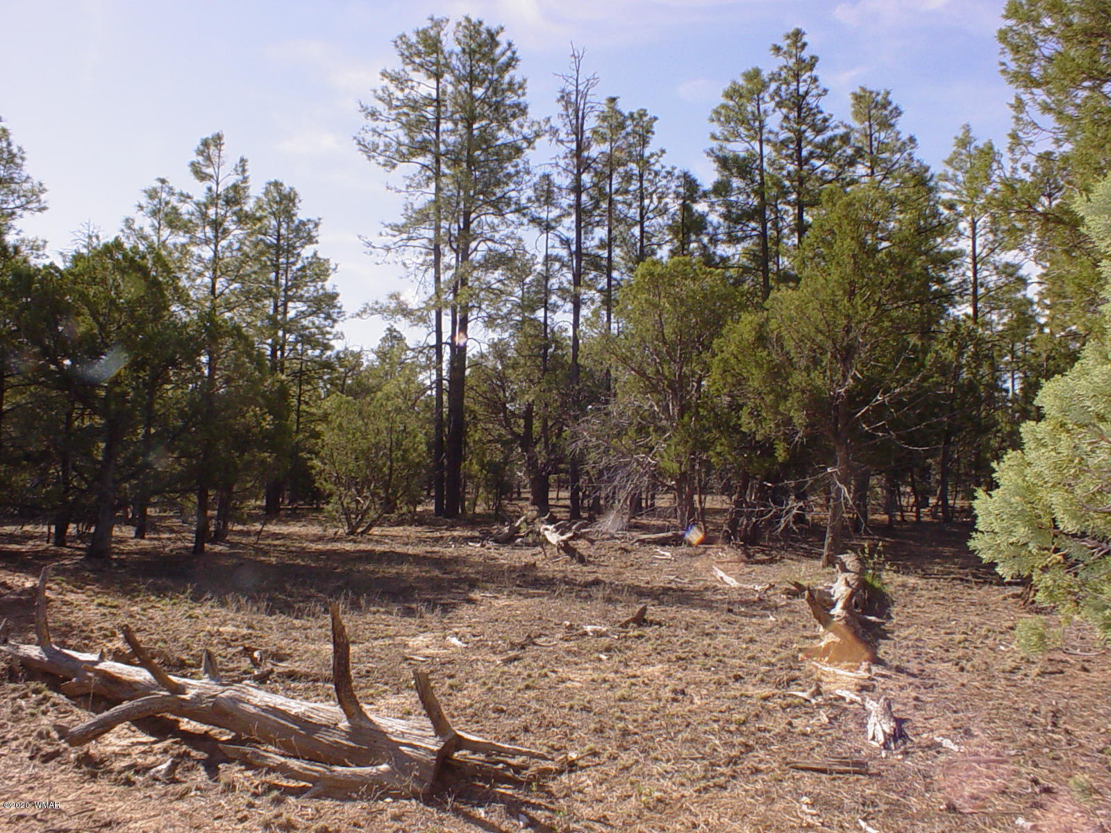 Tbd Tbd Majestic Elk ''lot 1'' Road Overgaard, AZ 85933 - Photo 5 of 9 a view of dirt yard with a fountain and large trees