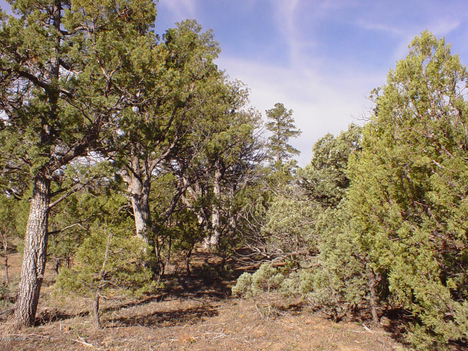 Tbd Tbd Majestic Elk ''lot 1'' Road Overgaard, AZ 85933 - Photo 6 of 9 a view of a yard
