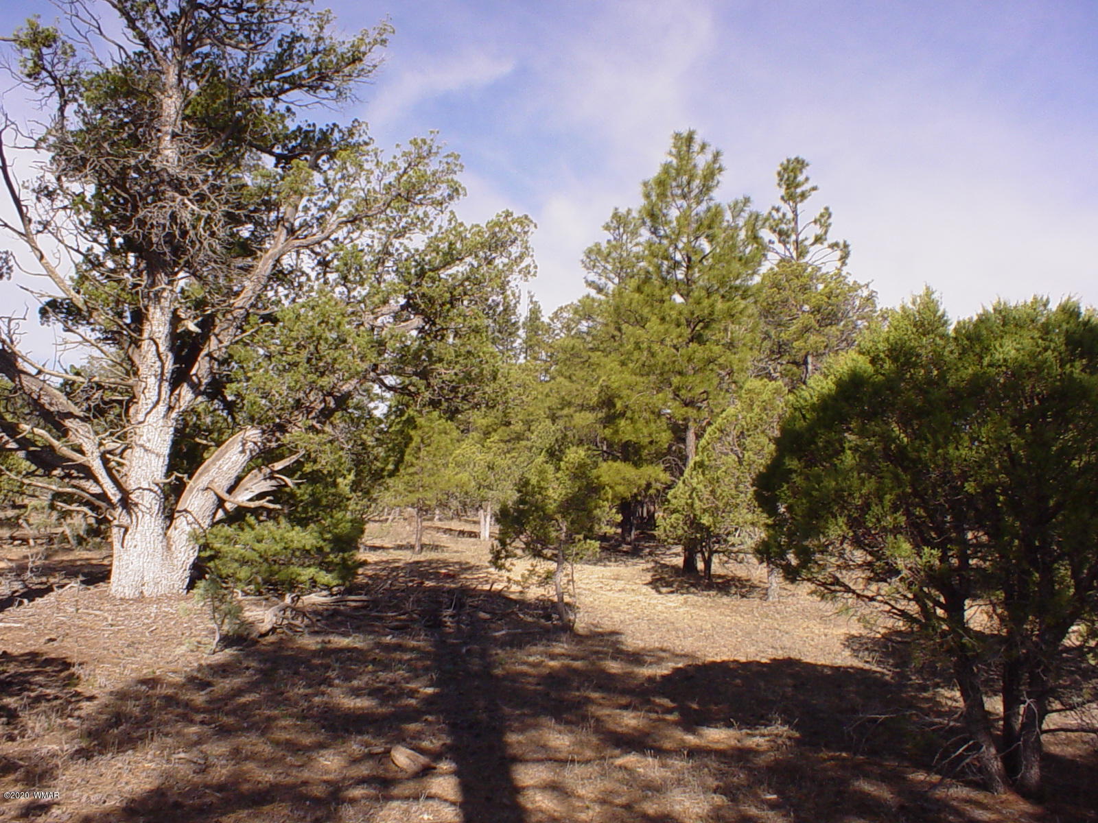 Tbd Tbd Majestic Elk ''lot 1'' Road Overgaard, AZ 85933 - Photo 8 of 9 a picture of trees