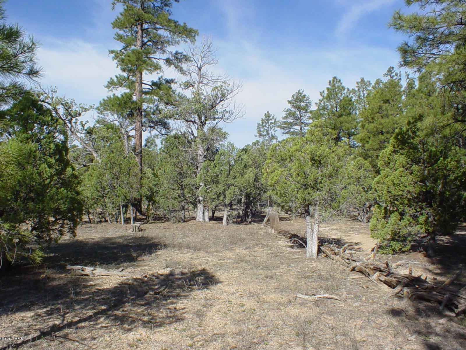 Tbd Tbd Majestic Elk ''lot 1'' Road Overgaard, AZ 85933 - Photo 9 of 9 a view of a dirt road with trees in the background