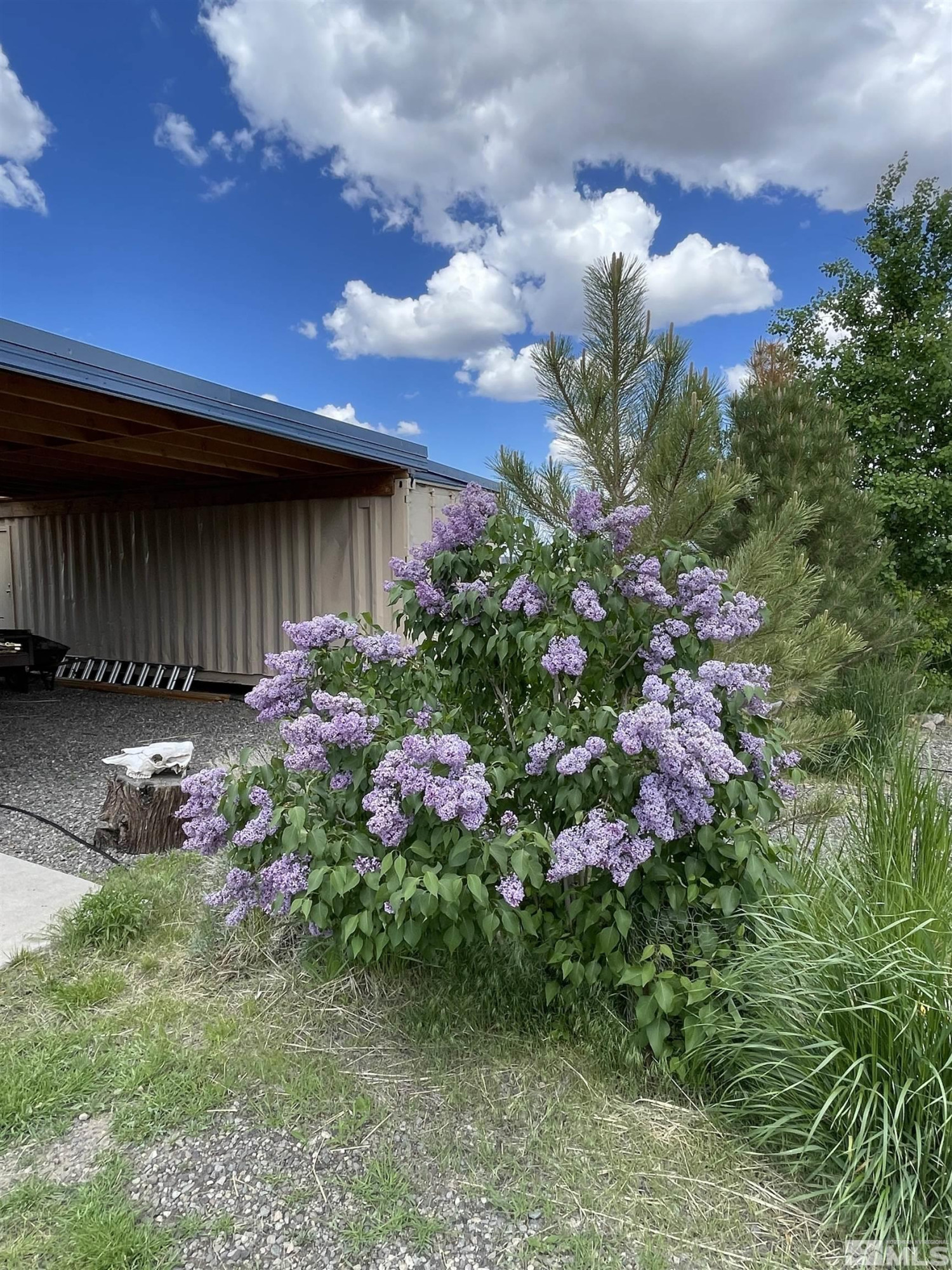 93205 State Route 34 Gerlach, NV 89412 - Photo 36 of 70 a view of a flower in a garden