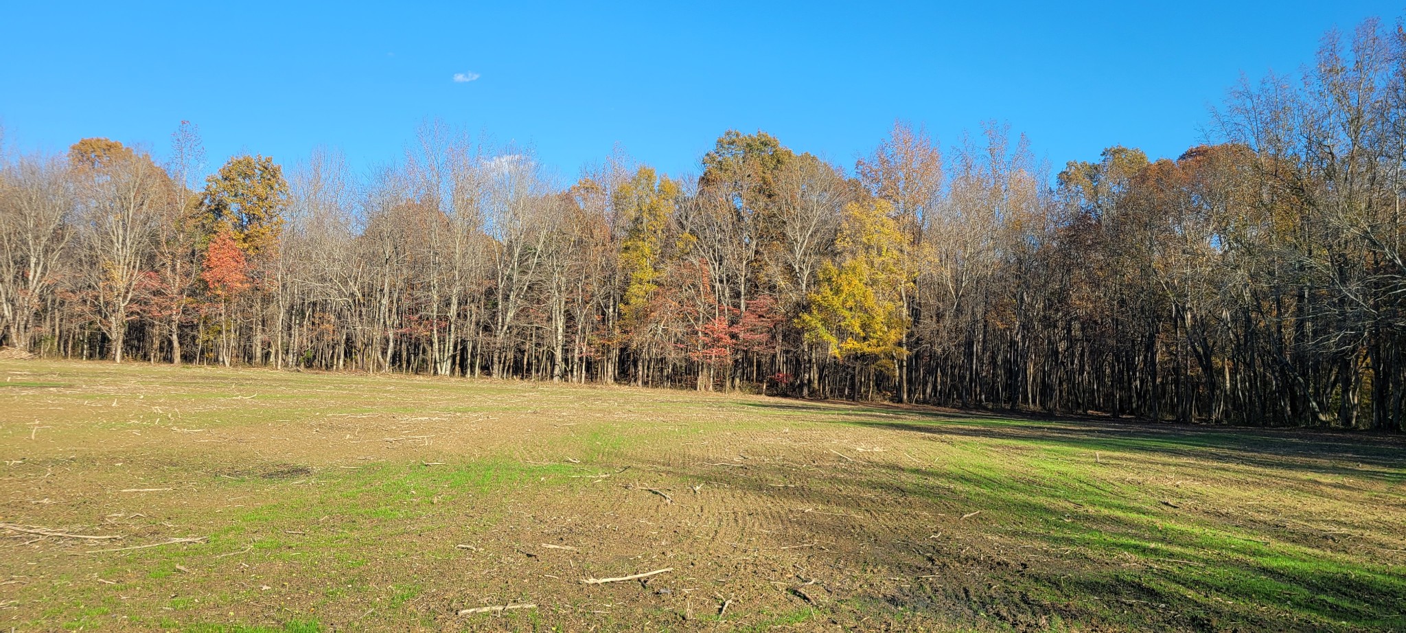 1 Summitville Road Morrison, TN 37357 - Photo 5 of 13 a view of a yard with trees in front of it