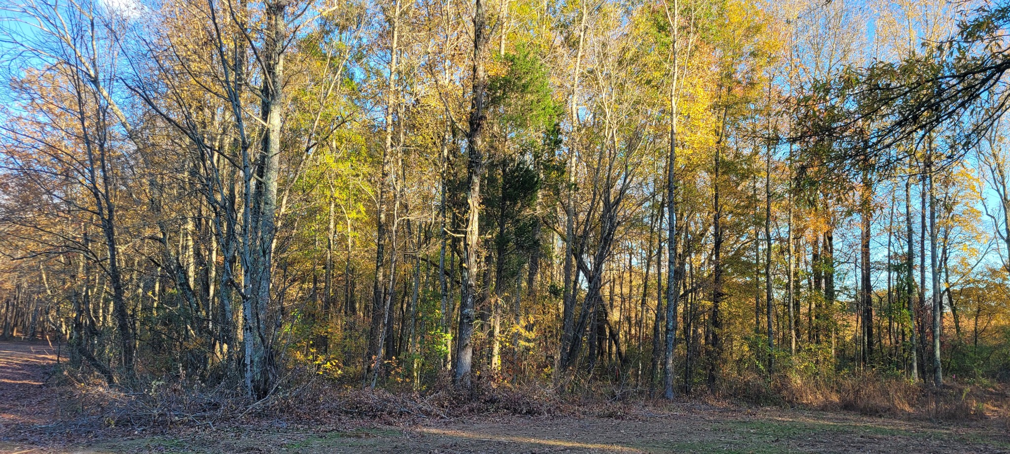 1 Summitville Road Morrison, TN 37357 - Photo 10 of 13 a view of a yard with large trees
