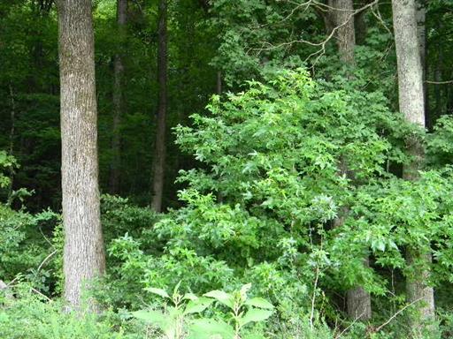 0 Tumbling Creek Road Waverly, TN 37185 - Photo 11 of 14 Gallery Image 11