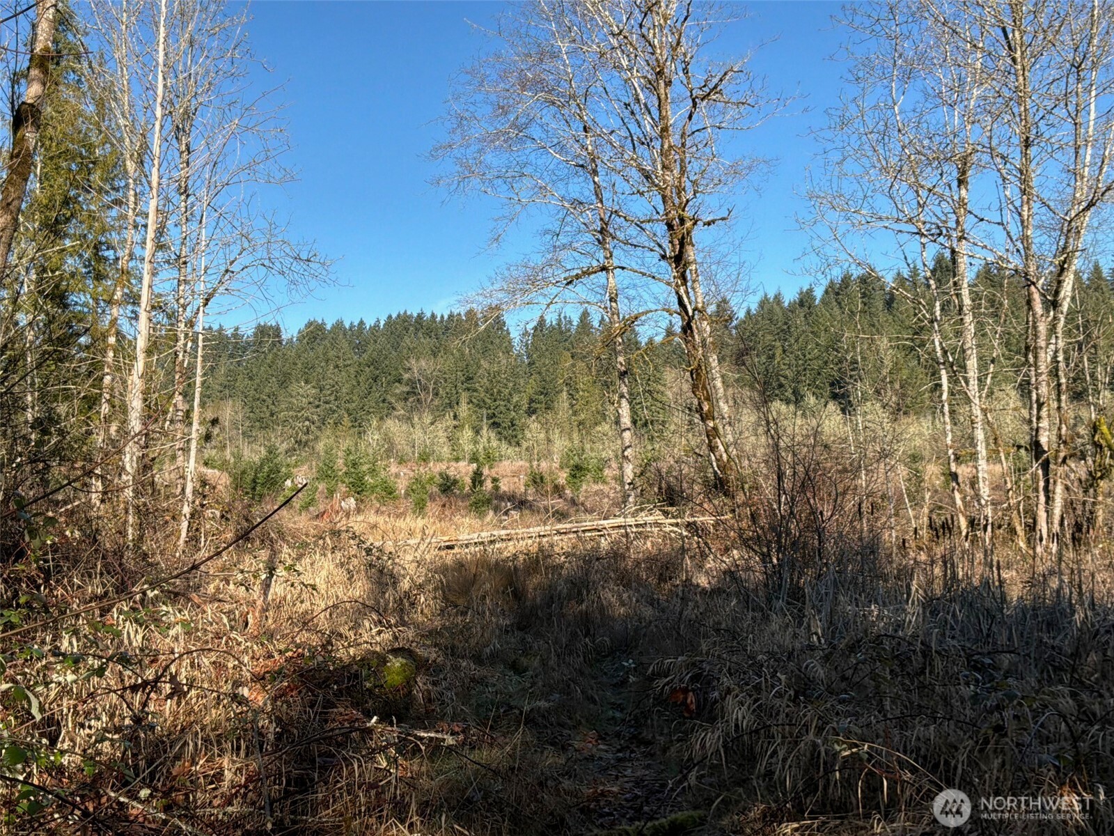 14-xx Spencer Road Toledo, WA 98591 - Photo 12 of 19 a view of mountain view with lots of trees