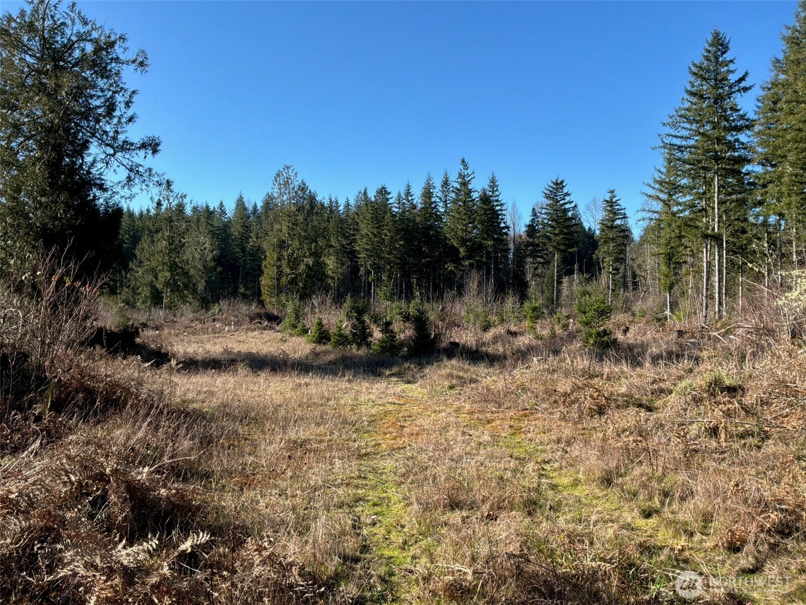 14-xx Spencer Road Toledo, WA 98591 - Photo 17 of 19 a view of a yard with a tree